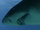 Tiburón toro<br />(Carcharias taurus)