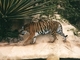 Tigre<br />(Panthera tigris)