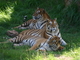 Tigre<br />(Panthera tigris)