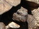 Tortuga gigante africana<br />(Geochelone sulcata)