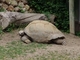 Tortuga gigante de Aldabra<br />(Aldabrachelys elephantina)