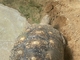 Tortuga leopardo<br />(Geochelone pardalis)