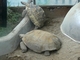 Con una <a  rel='external' href='pagina.php?nombre=tortuga+gigante+africana'>tortuga gigante africana</a>., por Olga Gómez Agulló