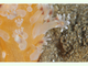 Zanahoria de mar<br />(Veretillum cynomorium)