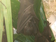 Zorro volador indio<br />(Pteropus giganteus)