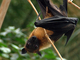 Zorro volador indio<br />(Pteropus giganteus)